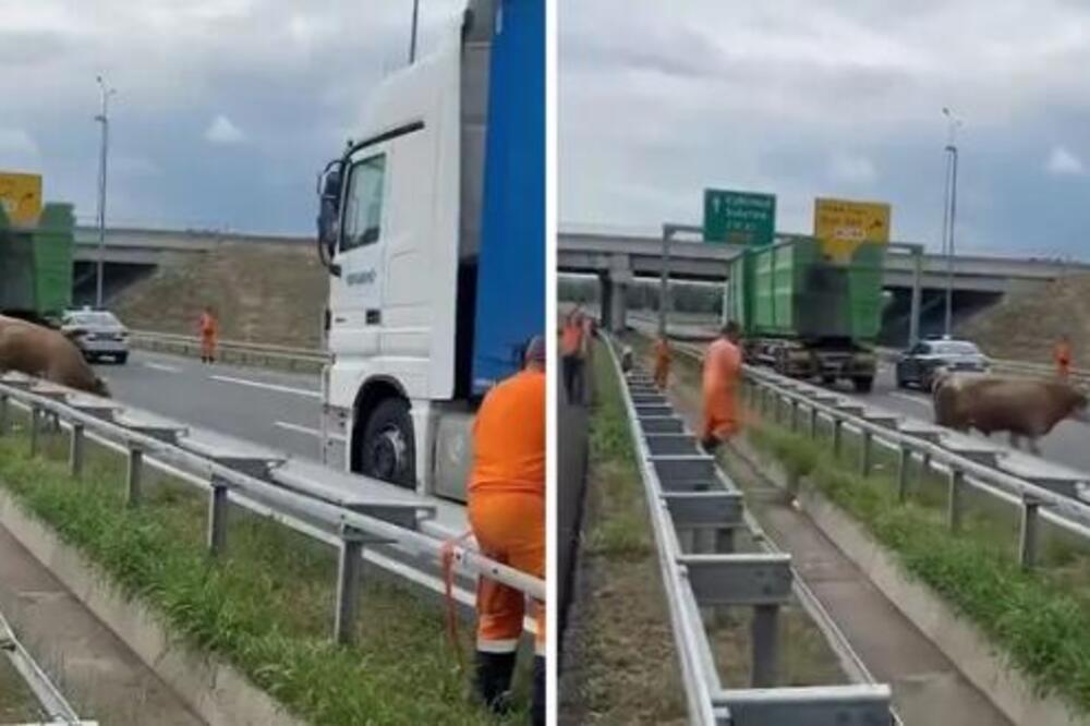"Kao da smo u filmu" Odbegli bik doveo do haosa u saobraćaju kod Novog Sada: Odigrala se neviđena potera (VIDEO)