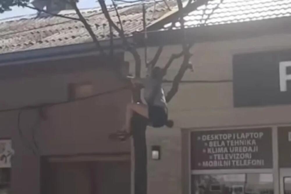 DEVOJKA VISI SA DRVETA U MASARIKOVOJ ULICI U ŠAPCU: Ljudi je snimali, završila na mrežama, i to sve zbog OVE STVARI