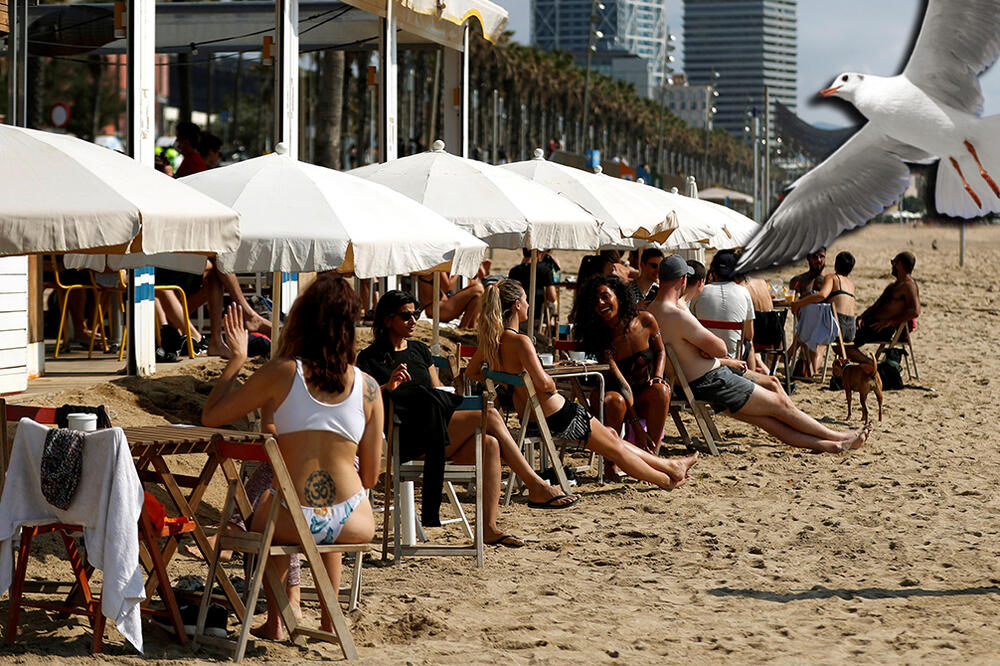 "HIČKOKOV TEROR" U LETOVALIŠTU KOJE SRBI OBOŽAVAJU: Agresivne ptice napadaju turiste, čim sednu u restoran - POČNU