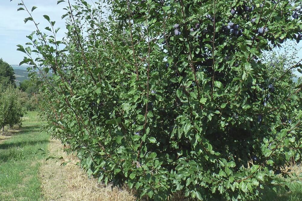 Mraz i grad desetkovali ovu voćku, na imanjima jedva do 40 odsto roda: Otkupljivači za cenu više ne biraju mnogo