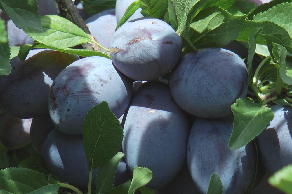 Najlepša poslastica za početak jeseni: Kolač sa šljivama gotov za tren oka, miriše na detinjstvo