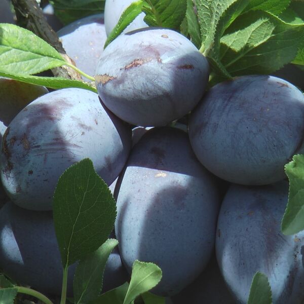 Srpska rakija stigla do Amerike, Kine i Skandinavije: Porodica Aleksić stvorila imperiju pomoću ovih sorti