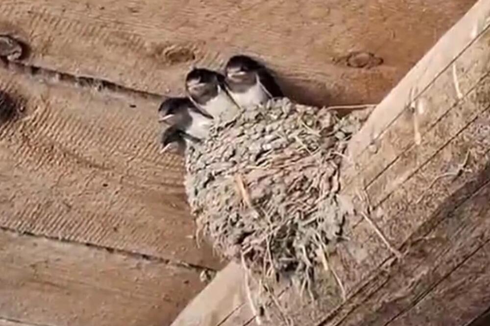 Porodica Grujić u svom domu ima 59 gnezda lasta, i za to su dobro nagrađeni: Cvrkut koji se širi selom je je MELEM!