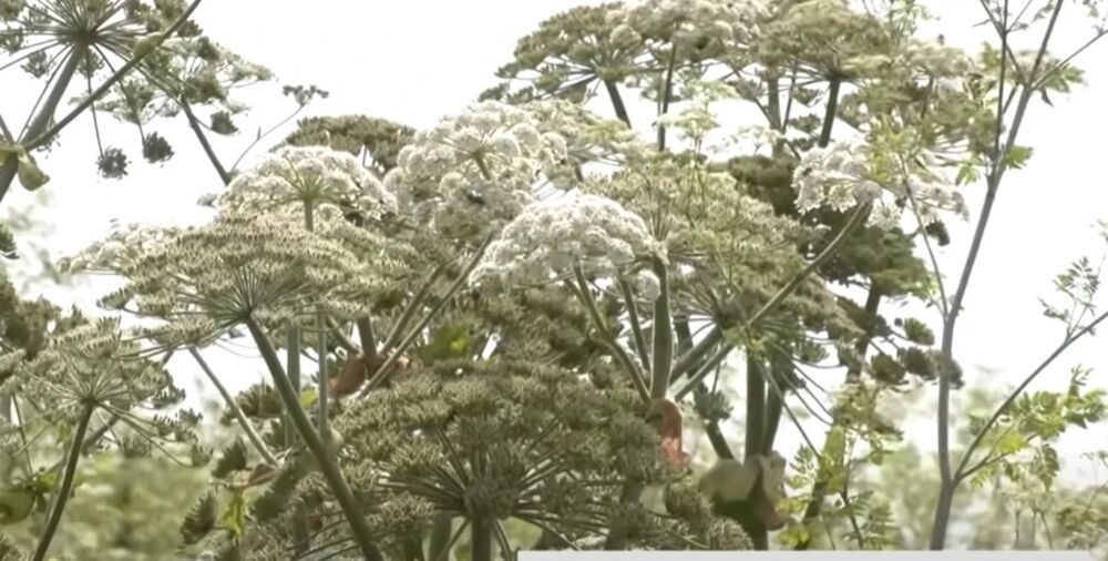 Odkrita invazivna "rastlina morilec" ob reki Drini v Srbiji, povzroča hude opekline in lahko oslepi