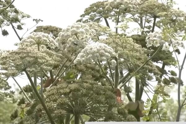 Otkrivena nova biljka ubica u Srbiji! Lozničanka je samo dotakla i dobila JEZIVE OŽILJKE, mogla je da OSLEPI FOTO