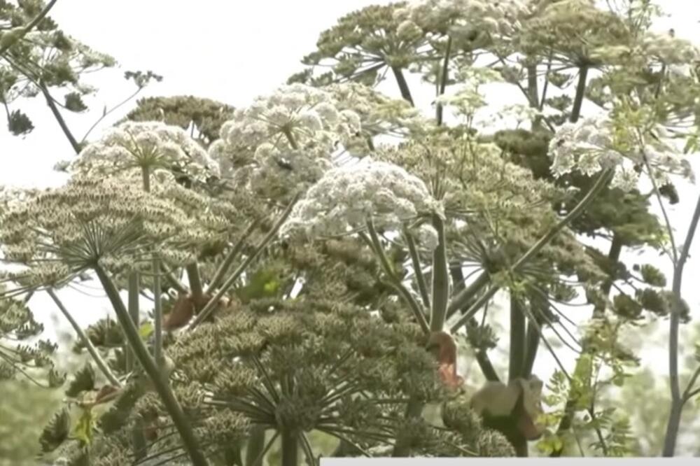 Otkrivena nova biljka ubica u Srbiji! Lozničanka je samo dotakla i dobila JEZIVE OŽILJKE, mogla je da OSLEPI FOTO