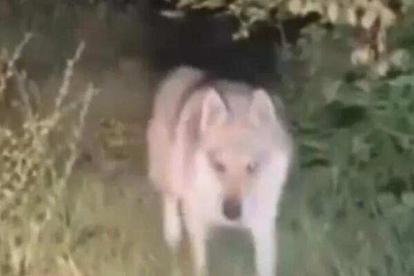 "Bojimo se za stoku, ali i za bezbednost dece": Meštani kod Bijelog Polja zabrinuti zbog životinje koja hara! VIDEO