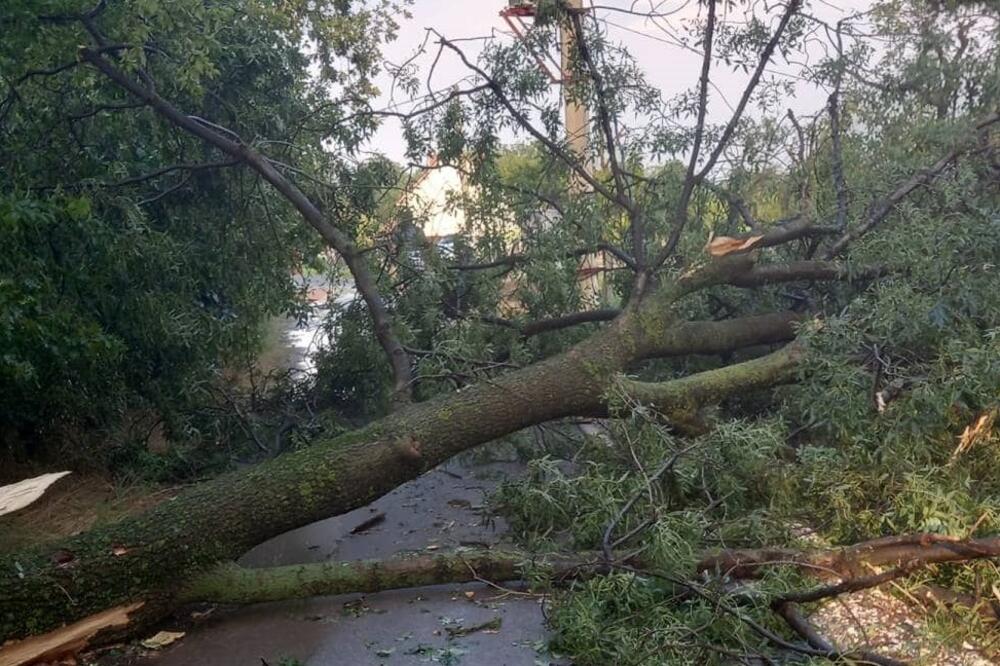 Olujno nevreme okovalo Čačak: Vetar čupa drveće, blokiran put ka Ovčar Banji (FOTO)