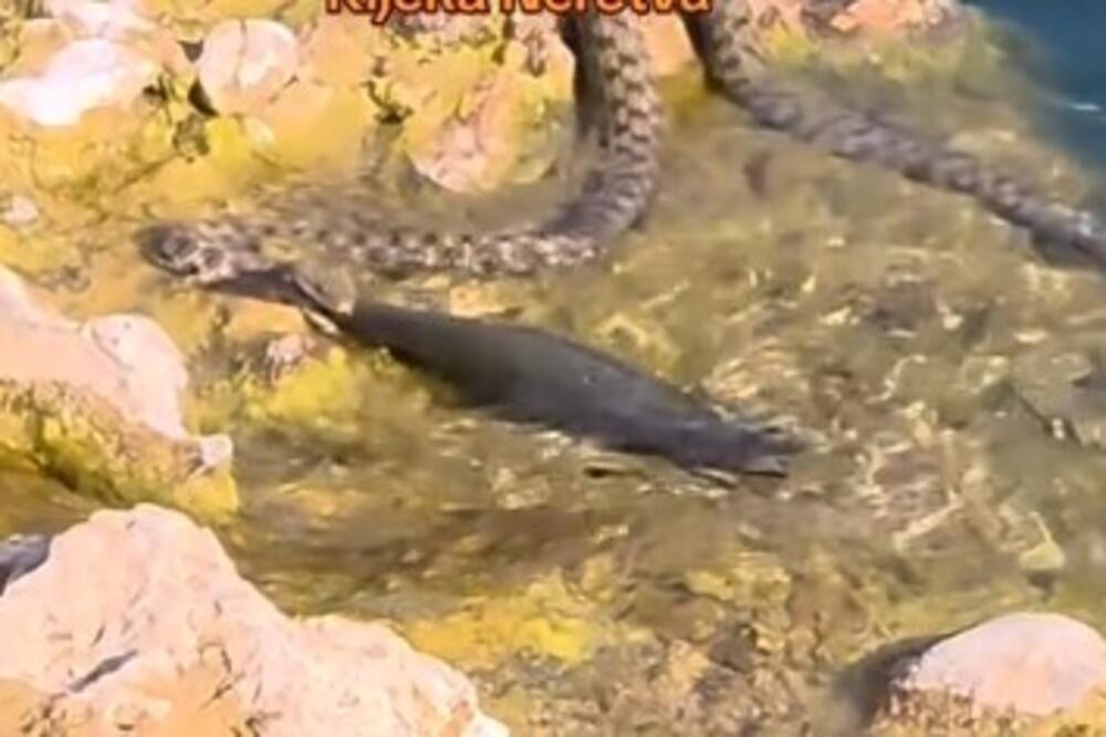 Šokantan snimak! Pogledajte kako zmija hvata ribu na Neretvi i JEDE JE, za nevericu
