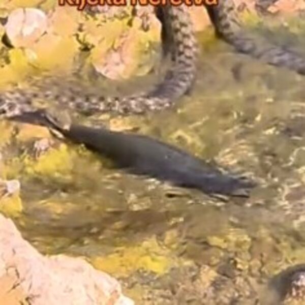 Slediće vas razlog njenog pojavjivanja: Ova zmija u Srbiji izlazi samo jednom i onda...