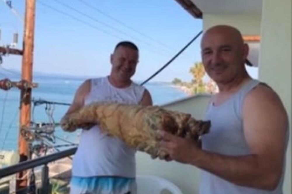 NEŠTO NE VOLIMO LIGNJE, DAGNJE, JELI SMO GA 7 DANA: Srbi iz Kuršumlije strpali jagnje u gepek i poneli ga za Grčku!