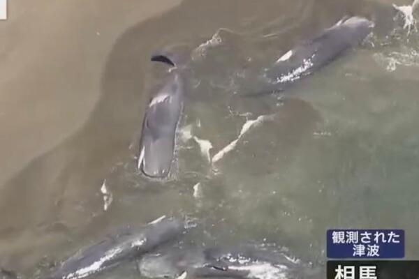 PRIZORI OD KOJIH SUZE SAME KREĆU! Pogledajte šta se desilo sa KITOVIMA nakon CUNAMIJA, sve se prenosilo UŽIVO VIDEO