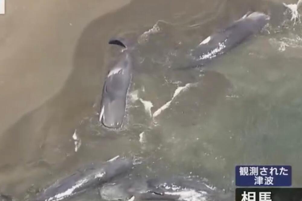 PRIZORI OD KOJIH SUZE SAME KREĆU! Pogledajte šta se desilo sa KITOVIMA nakon CUNAMIJA, sve se prenosilo UŽIVO VIDEO