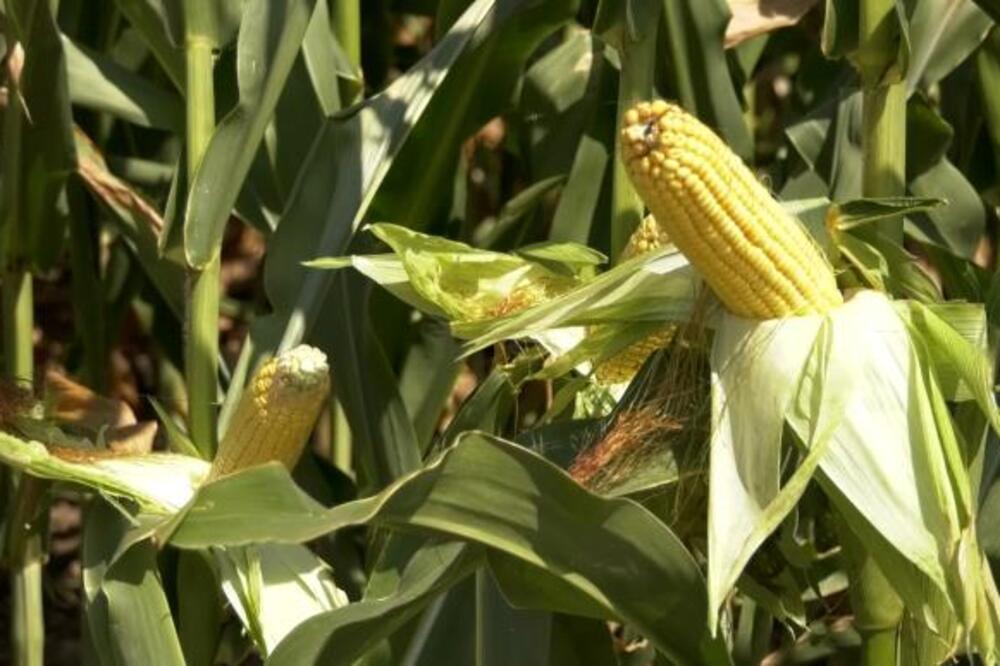 Vrelo leto napravilo pustoš: Ratarima se crno piše, oni koji su sadili ovu namirnicu će se prihodi prepoloviti!