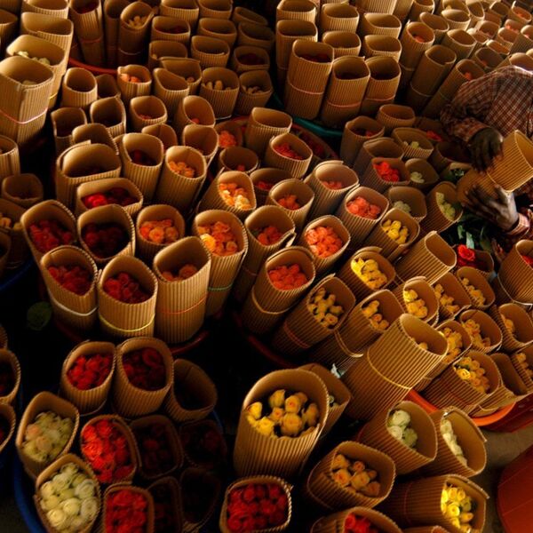 Ulaganja u ovu biljku su velika, ali i zarada je ogromna: Sa njom biznis samo cveta