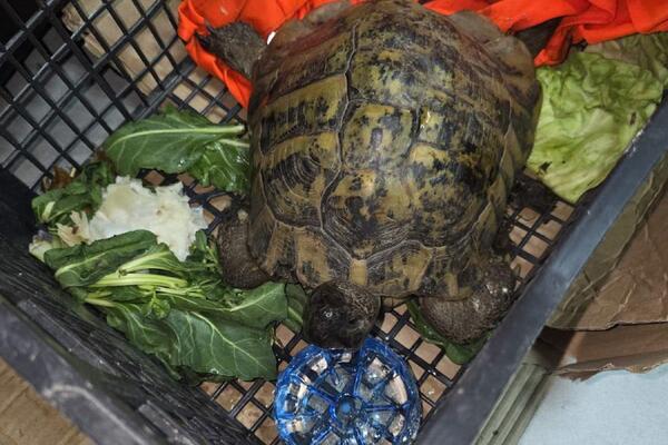 Sad smo sve videli! Nova NEVEROVATNA ZAPLENA na Kelebiji! Ljudi, pogledajte samo šta je nađeno u VOZILU (FOTO)