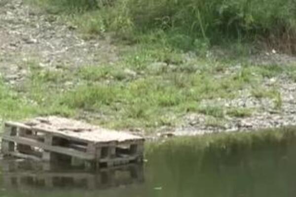 Na kupalištu puno dece, a niz reku plovi uginula živina! Fotke iz Srbije bude jezu! Od prizora... (FOTO)