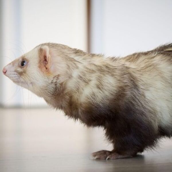 LASICE OKUPIRALE MIRIJEVO, A SVE IH JE VIŠE I NA ADI: Ulaze i u zgrade, u pitanju je "opasan i nezasit krvolok"!