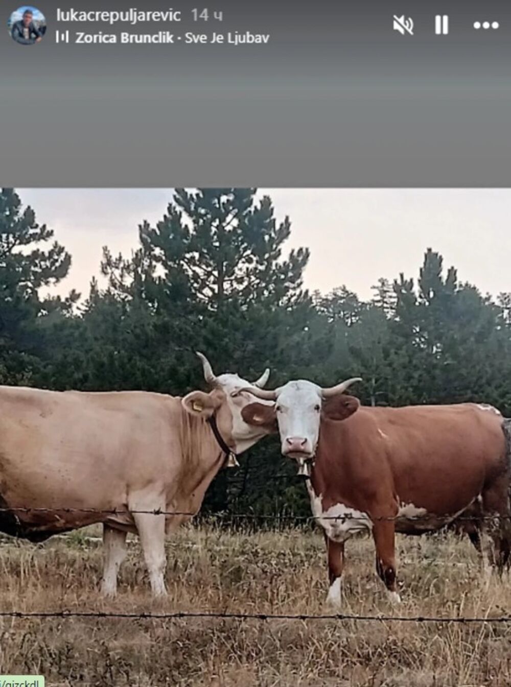 Krave na selu kod Luke Crepuljarevića
