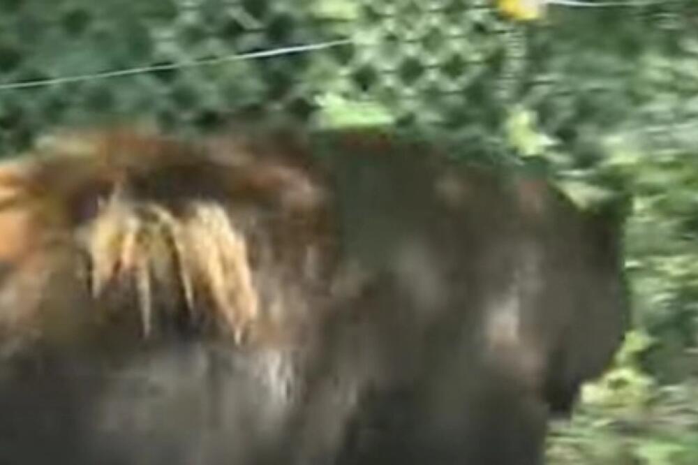 SNIMILI JEZIVO STVORENJE ISPRED KUĆE! Medved definitivo nije, zbog misteriozne životinje svi DRHTE, šta je ovo?