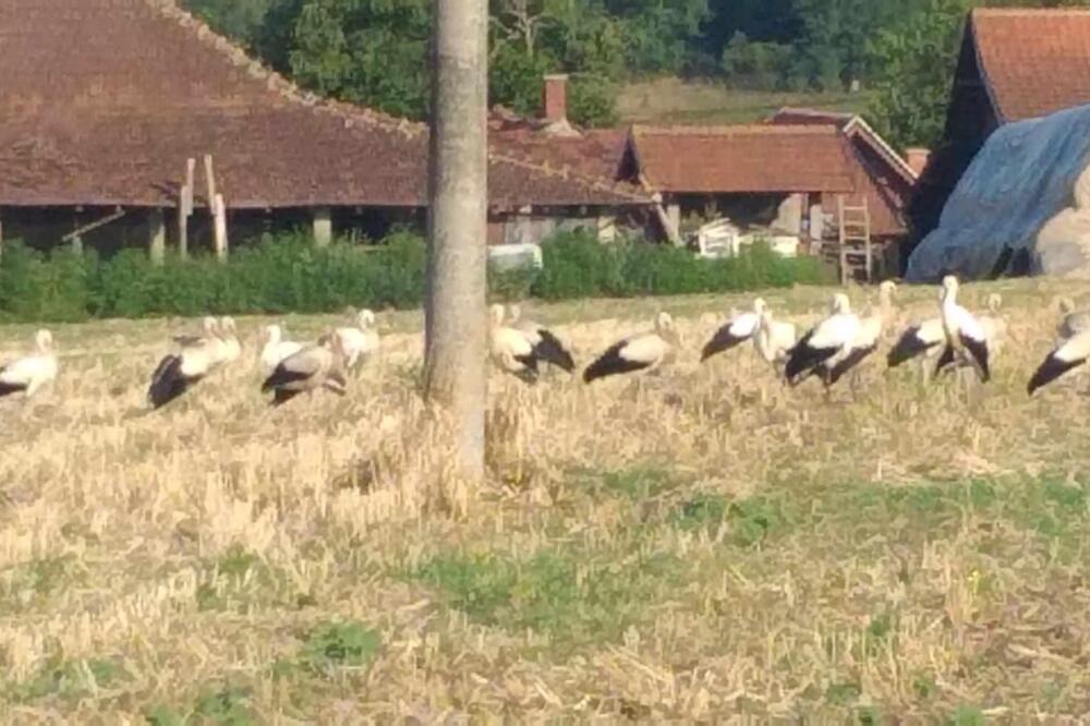 Jato belih roda sletelo na livadu u selu kod Topole: Meštani se nadaju da PTICE simbolišu BERIĆETNU GODINU (FOTO)