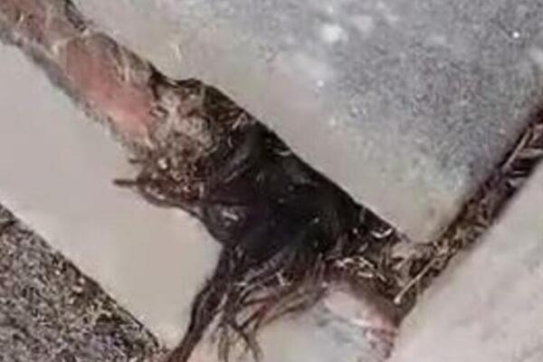 NIKADA JEZIVIJI PRIZOR NA GROBLJU: Video je da nešto viri, ZALEDIO SE U TRENU (VIDEO)