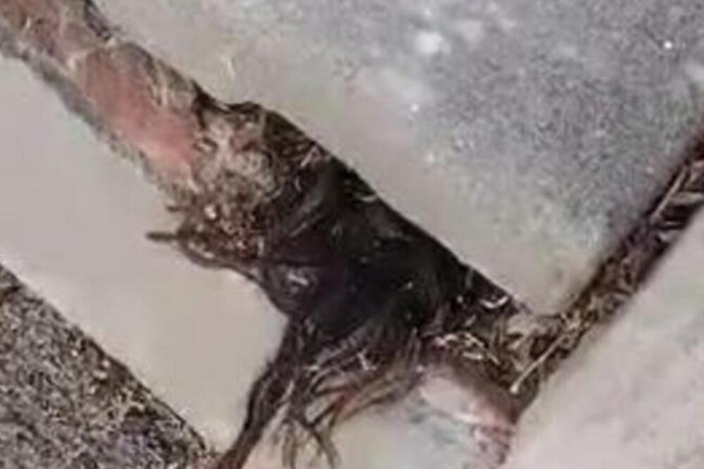 NIKADA JEZIVIJI PRIZOR NA GROBLJU: Video je da nešto viri, ZALEDIO SE U TRENU (VIDEO)