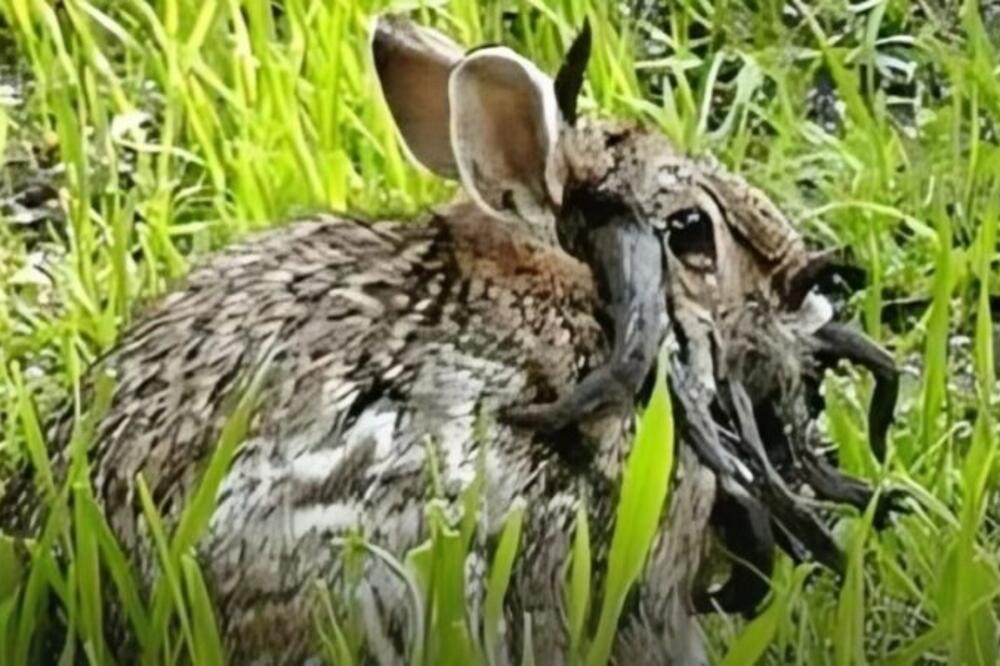 POJAVILI SE ZOMBI ZEČEVI, A NEKI IH ZOVI I ZEČEVI DEMONI: Imaju ROGOVE na glavi, jezivi su, evo šta im se desilo