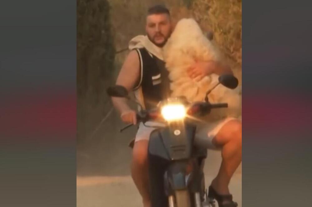 MA, KO BI REKAO DA ALBANAC U RUKAMA DRŽI OVCU! Fotografija obišla svet - ljudi se KLANJAJU OVOM ČOVEKU