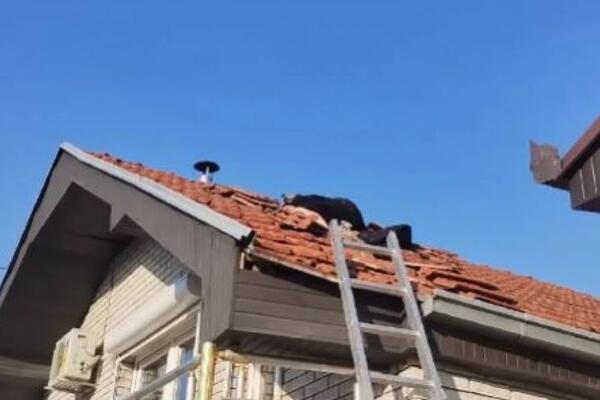 Nikad viđen horor u Srbiji! Vladica otvorio vrata, a unutra smrad, izmet i legla divljih životinja (FOTO)