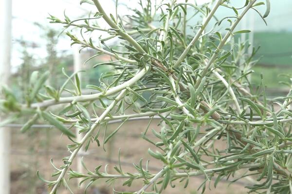 Ova biljka može da vam donese ogromnu zaradu! U Srbiji potražnja sve veća, ljudi zovu, traže je, kupuju kao ludi