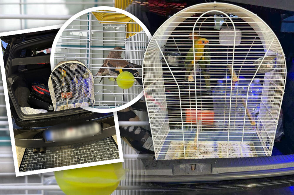 Velika akcija na Horgošu: Spečeno krijumčarenje ptica koje su na listi CITES strogo zaštićenih vrsta! (FOTO)