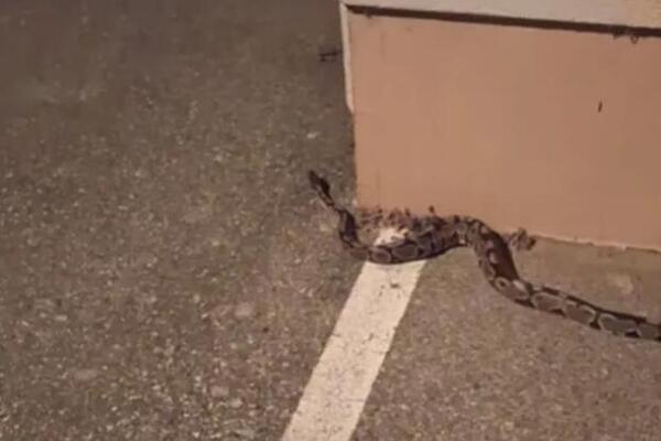 ZAGREPČANIN NALETEO NA KRALJEVSKOG PITONA USRED GRADA! Umalo se onesvestio od prizora, prizor je JEZIV! (VIDEO)