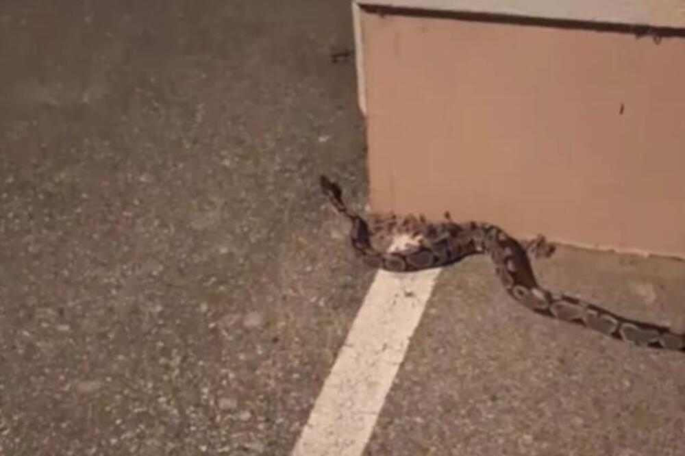 ZAGREPČANIN NALETEO NA KRALJEVSKOG PITONA USRED GRADA! Umalo se onesvestio od prizora, prizor je JEZIV! (VIDEO)