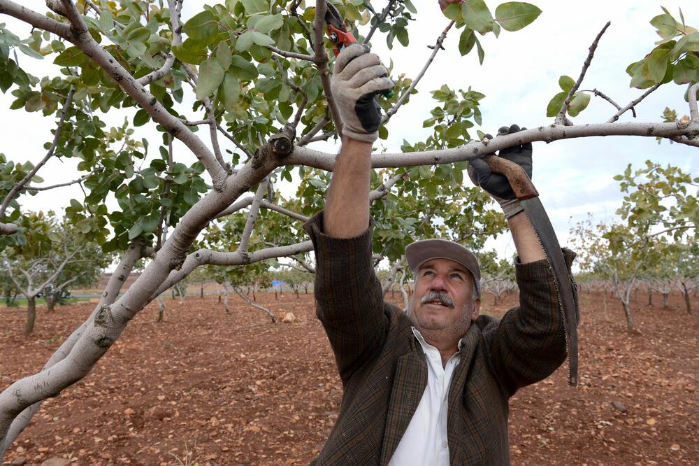 Voćka koja stvara od koje ljudi zarađuju milione: Zasadite jednom i decenijama ćete imati pravo bogatstvo!
