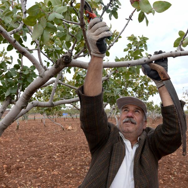 Ova biljka u Srbiji vredi 2.000 dinara po kilogramu: Zovu je zeleno zlato, masna zarada stiže već na zimu!