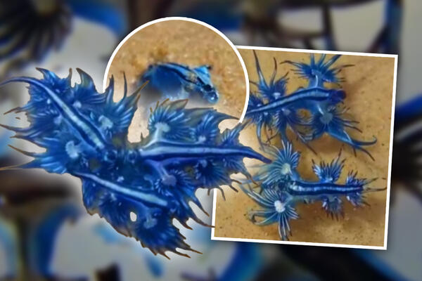 Hitno zatvorena popularna plaža zbog "NAJLEPŠIH UBICA OKEANA"! Ubod može biti smrtonosan, otrovne su, a simptomi...