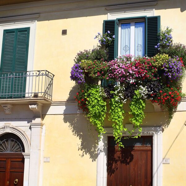 Ovaj trik spašava vaše cveće od mraza! Ne košta ni dinara, a biljke će vam večno zahvaljivati