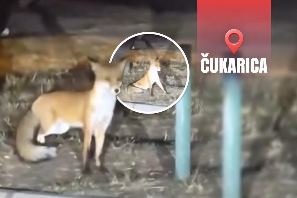 Građani Čukarice suočeni oči u oči sa divljom životinjom! Šeta između zgrada, prolaznici u šoku od prizora (VIDEO)