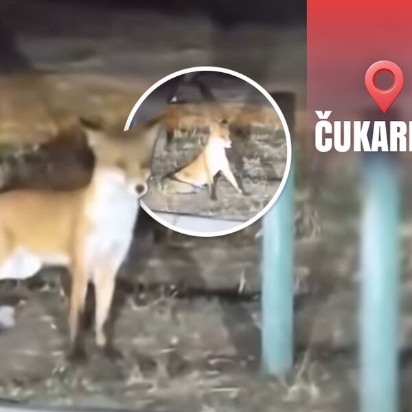 Građani Čukarice suočeni oči u oči sa divljom životinjom! Šeta između zgrada, prolaznici u šoku od prizora (VIDEO)