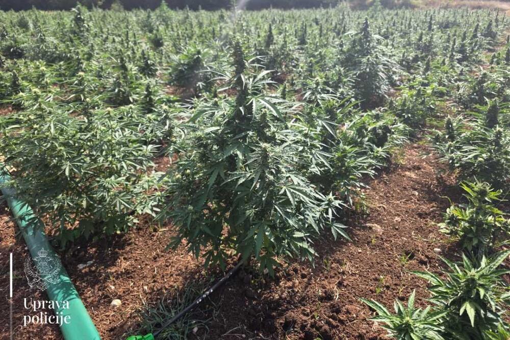 KAO U MEKSIKU! Pogledajte najveću plantažu marihuane u Crnoj Gori! Policija objavila slike