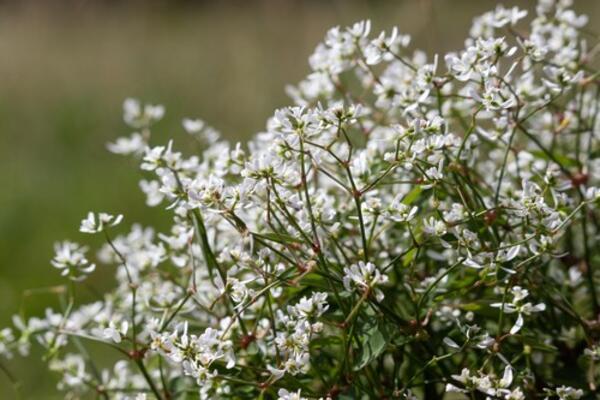 Zabeležen prvi letnji mraz u Srbiji! Temperatura ispod nule - Evo kakvo će vreme biti u Srbiji do kraja nedelje!