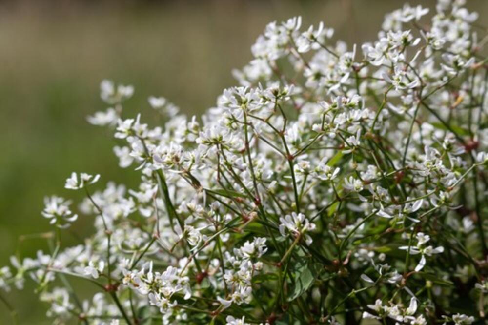 Zabeležen prvi letnji mraz u Srbiji! Temperatura ispod nule - Evo kakvo će vreme biti u Srbiji do kraja nedelje!