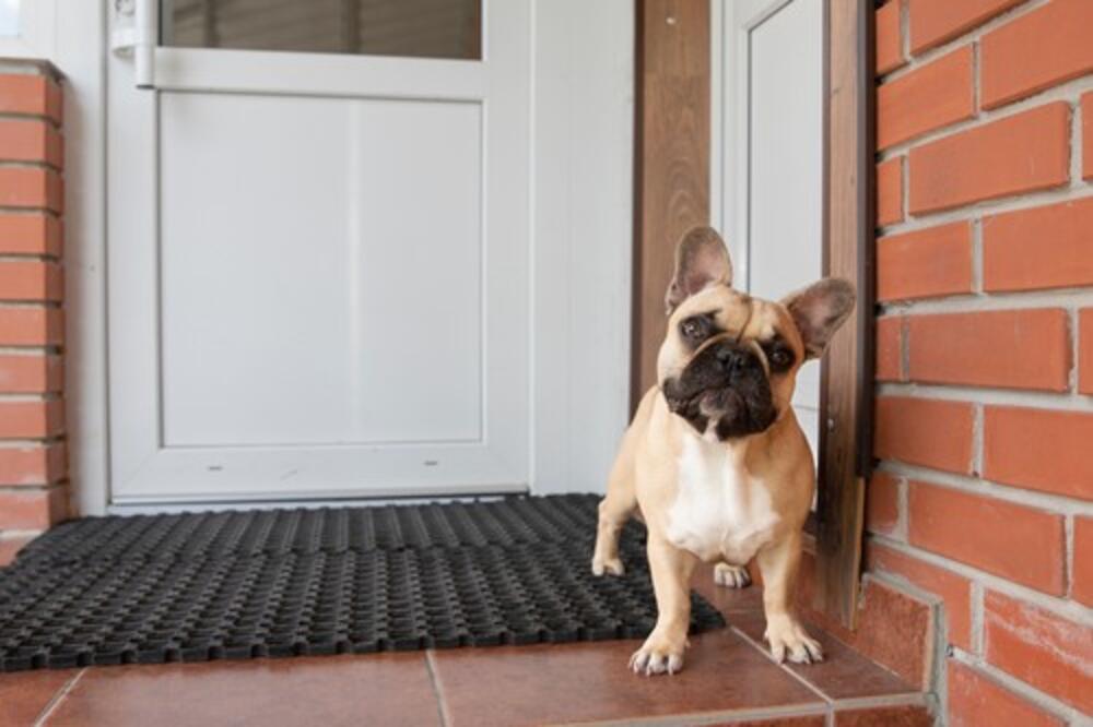 Ne ignorišite znakove koje vam šalje: Vaš pas je vaš detektor za loše ljude, a evo i kako vas tačno upozorava