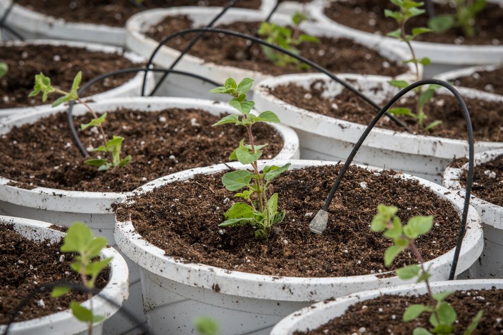 Zarada po hektaru 7.000 evra, ulaganje skoro nikakvo: Ovaj biznis je naglo počeo da cveta, zarade se masne pare!