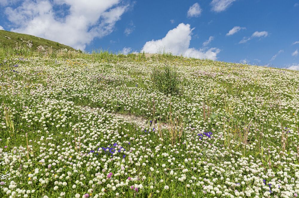 Trava, Detelina, Poljsko cveće, Polje, Priroda