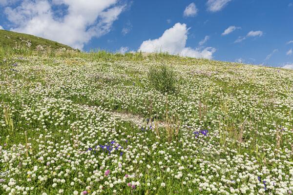 Evo kako da u Srbiji zaradite od biljaka! Jeftina sadnja, brrzo rastu, a prihodi su veliki, ove su najisplativije