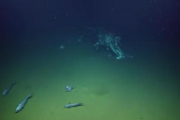 Spustili kameru na 3.200 metara pod vodom, pa ostali u šoku! Strašan prizor sa morskog dna zaprepastio naučnike