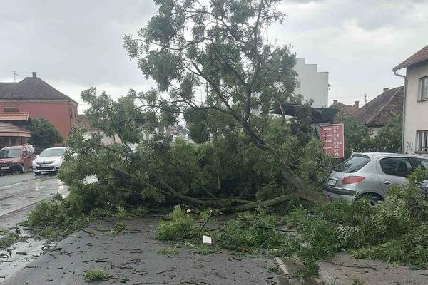 STRAŠNO NEVREME U BARU: Udari vetra bili 90 km na sat, oborena STABLA!