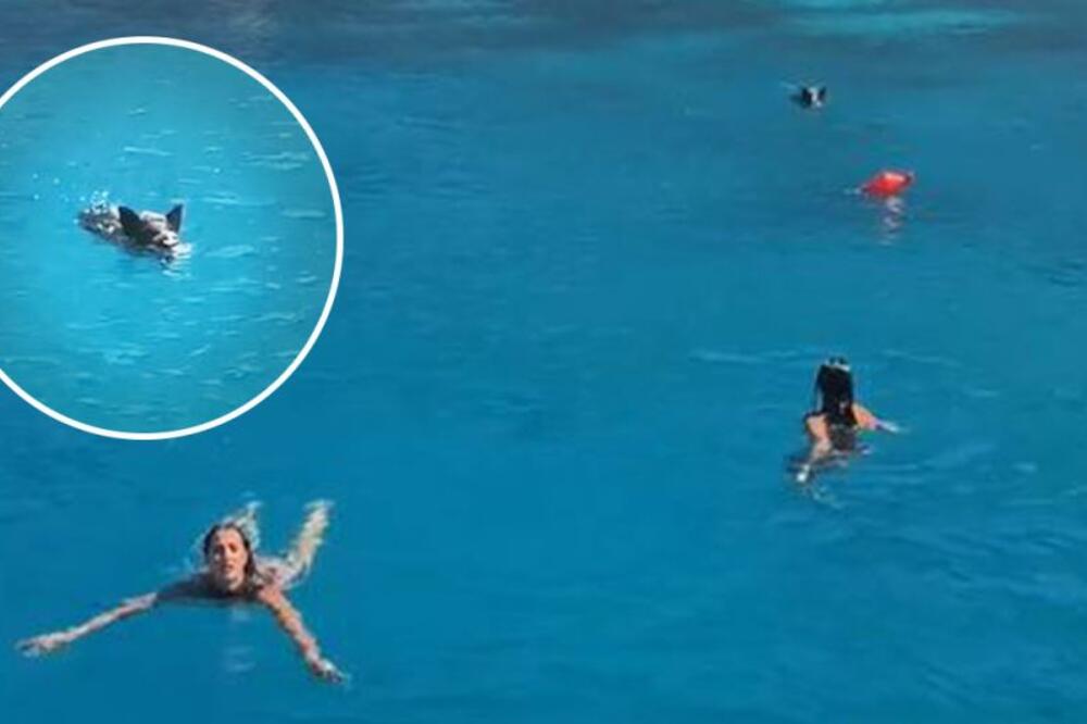 Devojke se susrele sa opasnom životinjom u Grčkoj: Zaplivale na rajskoj plaži, a onda je usledio šok! (VIDEO)